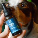 cbd oil for dogs