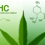 difference between cbd and thc