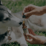 cbd dosage for dogs