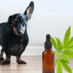 cbd for dogs with cancer