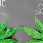 is there thc in cbd oil