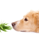 cbd for dog seizures