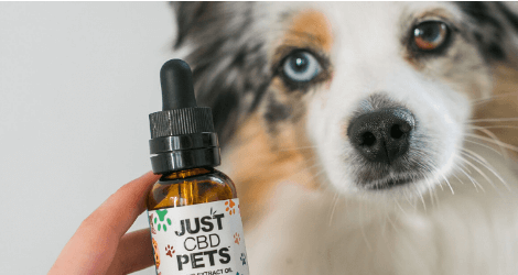 Cbd For Pets