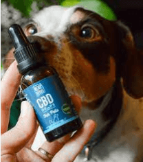 Cbd Oil For Dogs