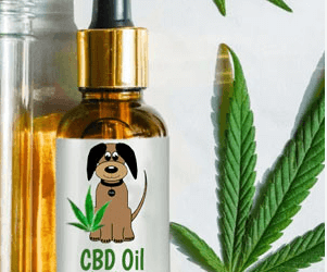 Cbd Oil For Dogs Uk