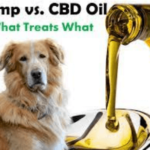 Cbd Vs Hemp Oil For Dogs
