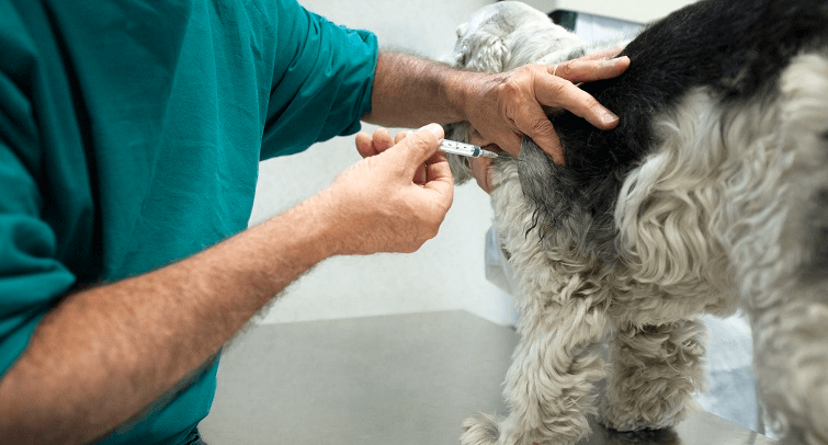 Can Cbd Oil Shrink Lipomas in Dogs