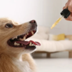 How to Give Dogs Cbd