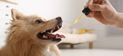 How to Give Dogs Cbd
