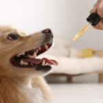 How to Make Cbd Oil for Dogs