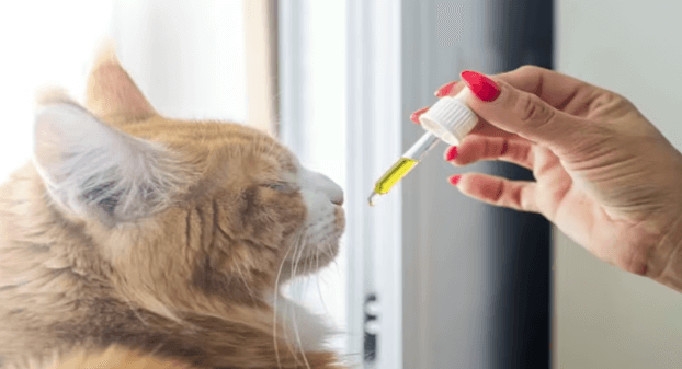 How to Give Cbd to Cat