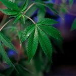 cannabidiol versus tetrahydrocannabinol effects