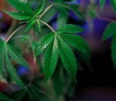 cannabidiol versus tetrahydrocannabinol effects