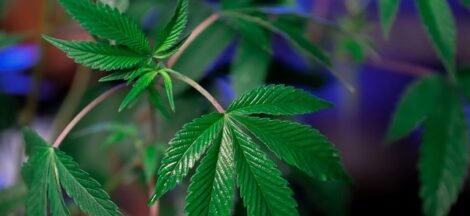 cannabidiol versus tetrahydrocannabinol effects