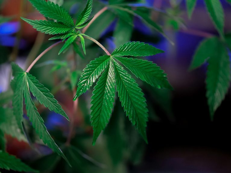 cannabidiol versus tetrahydrocannabinol effects