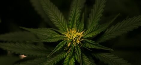 cannabis plant with cbd