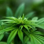 cbd effects on cholesterol