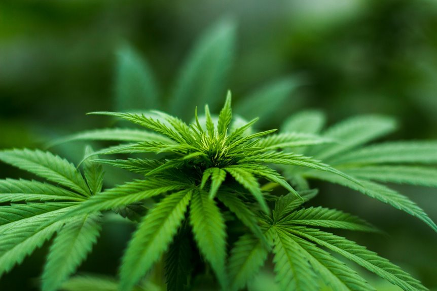 cbd effects on cholesterol