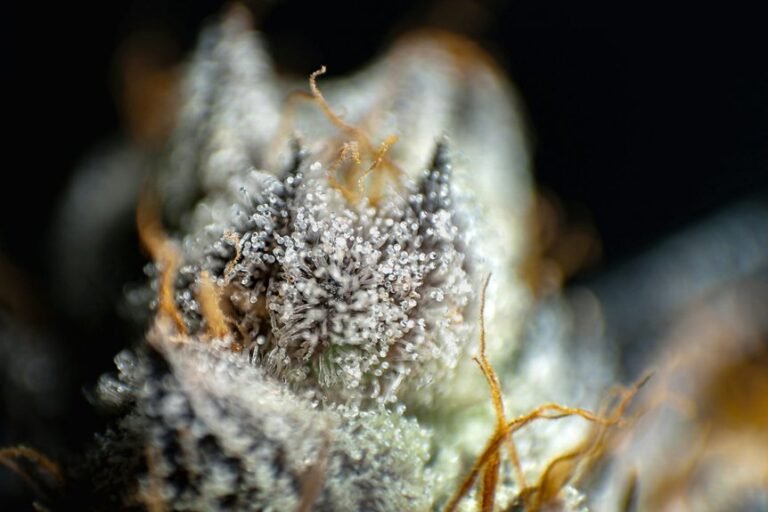 What the Difference Between Cbd and Thc