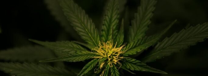 delta 9 contains cbd
