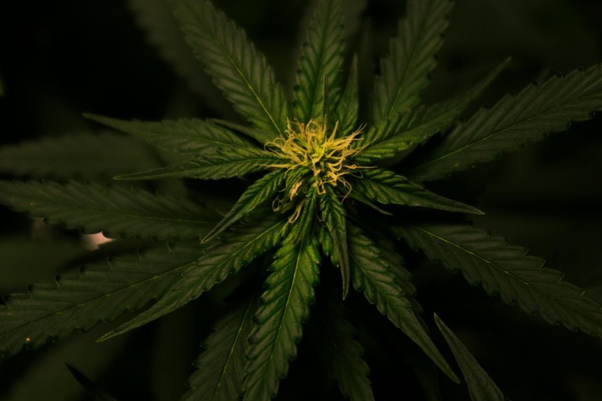 delta 9 contains cbd