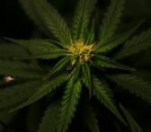 hemp versus cbd distinctions