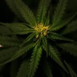 legality of online cbd flower
