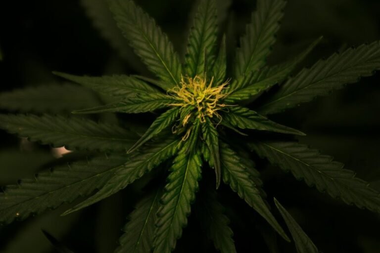 legality of online cbd flower