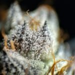 thc differs from cbd