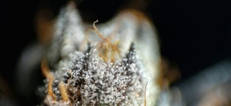 thc differs from cbd