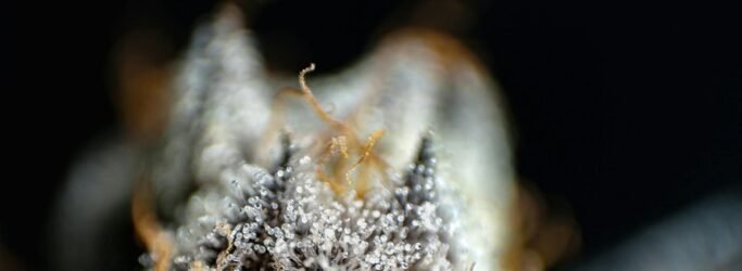 thc is psychoactive compound