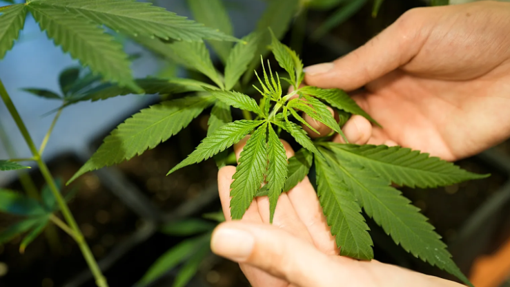 Cannabis Marketing Agency Solutions for Product Manufacturers